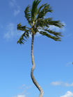 Famous Palm Tree on Miami Shores Board Walk