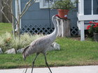 Florida wildlife taking a stroll