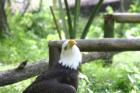 Bush Wildlife Park - Things are looking up!
