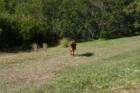 Jupiter Riverwalk - One of Jupiter Florida's dog friendly communities.