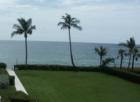 Palm trees and water