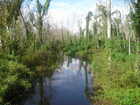 Poinciana has many environmental preserves. Including this great waterway for fishing and kayaking.