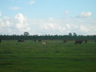 Folks, it's Florida, it's Polk County and we have cows in Poinciana! And deer, bald eagles, osprey, sand hill cranes, rabbits, wild boar, alligators, raccoons and snow birds!