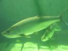 Tarpon at MOTE Aquarium, Sarasota, Florida 