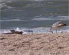 Nokomis Beach bird