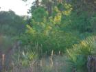 Vegitation in North Port
