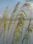Sea Oats