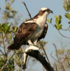 An Osprey in Osprey!