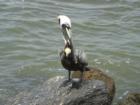 A Pelican at the Jetty.