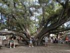 Banyan Tree - oldest tree in Maui.