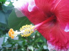 Garfield Park Conservatory
      
      