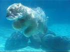 Lincoln Park Zoo Polar Bear.