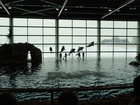 Shedd Aquarium
      
