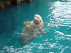 Shedd Aquarium
      