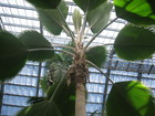 Garfield Park Conservatory
      Just ten minutes from downtown Chicago!
      