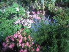 Garfield Park Conservatory
      
      