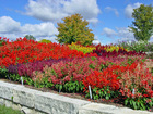 Noelridge Park flower garden