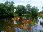 Lilies at a sweet pond near Ottawa, Kansas