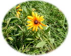 Kansas Sunflower