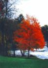 YARMOUTH TREE