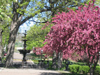 Blooming crab apple trees in histric Irvine Park near downtown St. Paul.