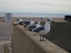 Meet some friendly residents.