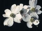 Missouri's State Tree is the Dogwood