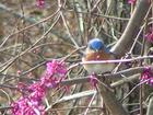 Missouri State bird is the Blue Bird