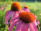 Missouri Wild Flower