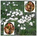 Missouri Dogwood trees are beautiful year round, white blooms peeking through spring woods and dramate red berries for fall and winter.