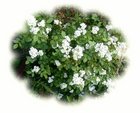 Multi-flora roses were, in past days, encouraged in Missouri as living fences.  With the help of birds and neglect, these roses have become a wild flower (weed?).