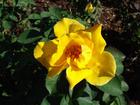 Loose Park's Rose Garden is a must see.  There are generallyl several weddings that take place there during the summer months.