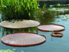 Powell Gardens