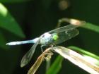 Water Garden Creature