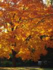 Beautiful Fall Colors in Kansas City