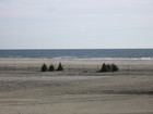 Crest beaches and Christmas trees