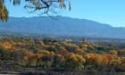 Autumn along the bosque (wood) along the Rio Grande