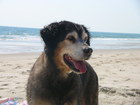 Dog Days of Summer- Crystal Coast, Carteret County