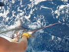 Reeling in a Blue Marlin- Catch and Release Ladies Day at THE  BIG ROCK Tourney!  Michele was on the boat with the gals from the office!
