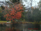 Fall Foliage in Coventry Rhode Island 
