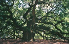 Angel Oak Tree on Johns Island