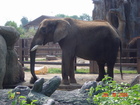 Elephant at Knoxville Zoo.