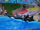 Seaworld in San Antonio - enjoy Shamu shows!