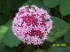 Unusual Flowers new Lake Dunlap in Guadalupe County