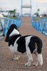 Pier 121 Marina in Lewisville, Texas