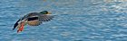 Ducks at Pier 121 Marina in Lewisville, Texas