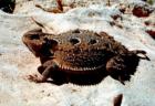 Eastland made famous by a Horned Toad