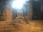 White tiger at Houston Aquarium