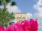 Sharyland Plantation Bougenvilla