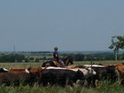 We still have ranch land, cowboys and cattle drives